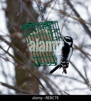 Weibliche Dunenspecht, Picoides Pubescens auf Talg feeder Stockfoto