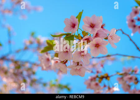 Aizuwakamatsu Schloss und Kirschblüte in Fukushima, Japan Aizuwakamatsu, Japan - 21 April 2018: aizu-wakamatsu Schloss und Kirschblüte gebaut von einem Stockfoto