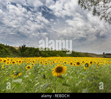 Feld mit Sonnenblumen in Toskana im Juli Stockfoto