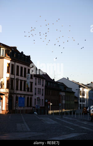 Eine Herde von Tauben fliegen auf dem Schlossplatz in Aschaffenburg vor dem Mond. Stockfoto