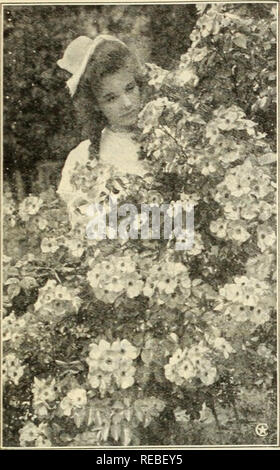 . Die conard &Amp; Jones Co Rosen. Rose Kultur; Rosen; Frucht Samen Kataloge; Pflanzen, Zierpflanzen Saatgut Kataloge. Reichblühend HARDY KLETTERER. MULTIFLORA ODER CLUSTER-blühenden Arten • amerikanischen Säule eingeführt durch die Conard &Amp; Jones Co. Entschieden, 1918, durch eine Abstimmung der National Rose Society in England als "Populärste Kletterrose in der Existenz." Wenn es je eine Rose sei der Versuch, Bedingungen unserer Ameri zu stehen - kann Klima, haben wir es in dieser einzigartigen, Hardy, frei - blühende Kletterpflanze. Es wird in den armen Boden gedeihen sowie in reichen, und beharrt auf kräftig wächst. Stockfoto