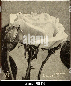 . Die conard &Amp; Jones Co Rosen. Rose Kultur; Rosen; Frucht Samen Kataloge; Pflanzen, Zierpflanzen Saatgut Kataloge. Eiserne RUGOSA ROSEN. Die großen Kaffee Rugosa. Produziert Buschel Blüte im Juni und Blüten zeitweise bis zum Frost* NOVA ZEMBLA (Die Weiße Conrad F. Meyer). Eine herrliche Rose, perfekt gestaltet. Ähnelt der Conrad F. Meyer in Äußeres und Freiheit von Bloom. Die Farbe ist fast weiß, mit einem angenehmen bündig von Rosa. 'K 2-yr. Star Größe nur. * Neue JAHRHUNDERT. (Double Pink.) Das Ergebnis einer Kreuzung zwischen der schönen everblooming Rose, Clotilde Soupert und die Hardy Rosa rugosa Alba. Die Stockfoto