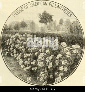 . Die conard &Amp; Jones Co Rosen. Rose Kultur; Rosen; Frucht Samen Kataloge; Pflanzen, Zierpflanzen Saatgut Kataloge. MULTIFLORA ODER CLUSTER-blühenden Arten • amerikanischen Säule eingeführt durch die Conard &Amp; Jones Co. Entschieden, 1918, durch eine Abstimmung der National Rose Society in England als "Populärste Kletterrose in der Existenz." Wenn es je eine Rose bildeten das tryingconditionsof unsere Ameri-cHniate können zu stehen, haben wir es in dieser einzigartigen, Hardy, frei - blühende Kletterpflanze. Es wird thriv^e in schlechten Boden sowie in reichen, und beharrt auf kräftig wächst. Es hat Stout, Dick, curs'ing Stockfoto