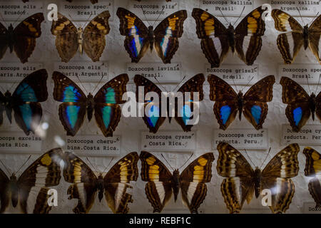 Eine bunte entomologische Sammlung von Festgesteckt tropische Schmetterlinge, mit Umgangsformen. Stockfoto