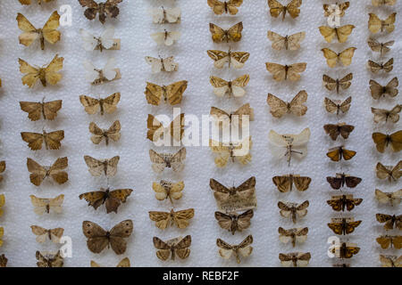 Eine wissenschaftliche Sammlung von Motten festgesteckt auf einem Styropor Basis in La Salle das Natural History Museum, San Jose, Costa Rica Stockfoto