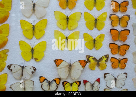 Eine entomologische Sammlung von gelb und orange Schmetterlinge auf einem Styropor base festgesteckt. Stockfoto