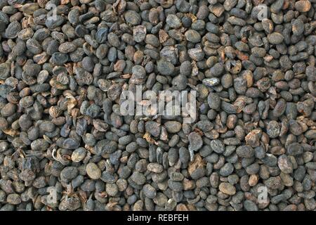 Heilpflanzen Samen, Saatgut Bawchsee Babchi, Pflanze, schwarzen Punkt, Malaya Tee, Bu Gu Zhi, Psoralea corylifolia scurfpea (Malaysia) Stockfoto