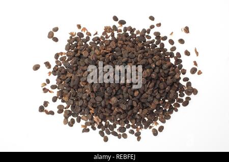 Heilpflanzen Samen, Saatgut Bawchsee Babchi, Pflanze, schwarzen Punkt, Malaya Tee, Bu Gu Zhi, Psoralea corylifolia scurfpea (Malaysia) Stockfoto