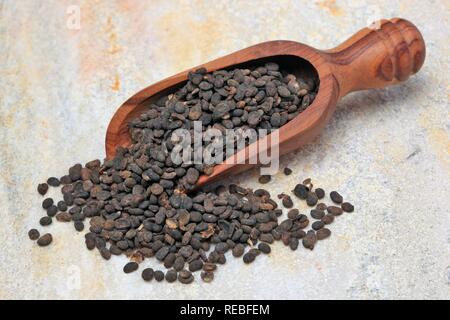 Heilpflanzen Samen, Saatgut Bawchsee Babchi, Pflanze, schwarzen Punkt, Malaya Tee, Bu Gu Zhi, Psoralea corylifolia scurfpea (Malaysia) Stockfoto