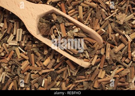 Getrocknete Kraut der Heilpflanze Pei Lan (eupatorium Undulata) Stockfoto