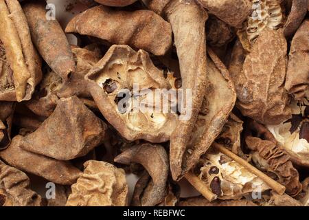 Heilpflanze getrocknete Früchte, akebia Akebia quinata (Dreiblättrige), Ba Yue Zha Stockfoto