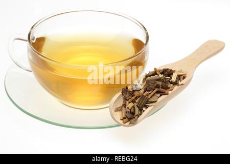 Kräutertee aus der Heilpflanze Stauden Mehrjährig (Eupatorium undulata), Pei, getrocknete Kräuter Stockfoto