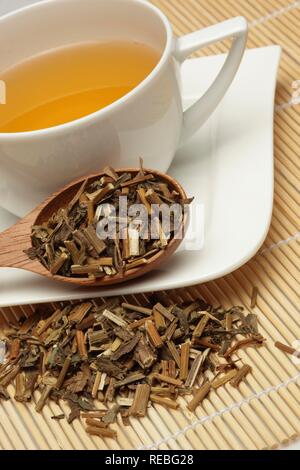 Kräutertee aus der Heilpflanze Stauden Mehrjährig (Eupatorium undulata), Pei, getrocknete Kräuter Stockfoto