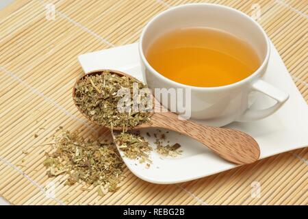 Kräutertee aus der Heilpflanze kanadischen Golden-Stange (Solidago canadensis) Stockfoto