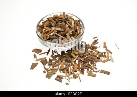 Heilpflanzen Stauden Mehrjährig (Eupatorium undulata), Pei, getrocknete Kraut Stockfoto