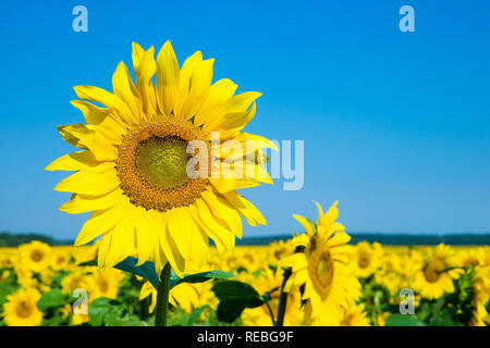 Sonnenblumenfeld mit bewölkt blauer Himmel Stockfoto