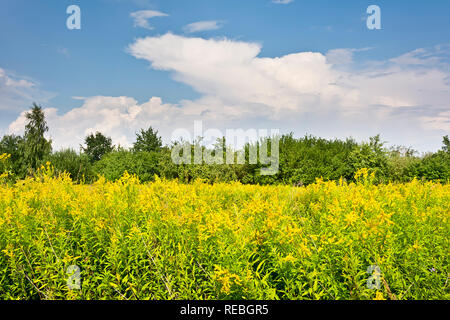 Goldrute Feld auf dem Himmel Hintergrund Stockfoto