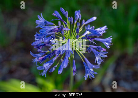 Elizabeth Street, Perth, Western Australia, Australien - 13. Januar 2019. , Schmucklilie Agapanthus in der Stirling Gärten. Stockfoto