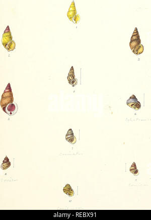 . Conchologia indica: Abbildungen der Land- und Süßwasser-Schalen von Britisch Indien. Muscheln. Platte CXI. V]. GB Sowerby id etLitli Vincent. Brooks Ls; Sen iwf. Bitte beachten Sie, dass diese Bilder sind von der gescannten Seite Bilder, die digital für die Lesbarkeit verbessert haben mögen - Färbung und Aussehen dieser Abbildungen können nicht perfekt dem Original ähneln. extrahiert. Hanley, Sylvanus und Theobald, William; Hanley, Sylvanus Charles Thorp, 1819-1899, ed; Theobald, W. (William), 1829-1908, gemeinsame Hrsg. London, L. Reeve &Amp; Co. Stockfoto