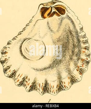 . Conchologia systematica, oder komplettes System von conchology: in dem die Lepades und conchiferous Mollusca werden beschrieben und nach ihrer natürlichen Organisation und Gewohnheiten klassifiziert. Muscheln, Muscheln. &Gt;  . spirtosa.. Bitte beachten Sie, dass diese Bilder sind von der gescannten Seite Bilder, die digital für die Lesbarkeit verbessert haben mögen - Färbung und Aussehen dieser Abbildungen können nicht perfekt dem Original ähneln. extrahiert. Reeve, Lovell, 1814-1865; Sowerby, G. B. (George Brettingham), 1812-1884, Kranke; Dall, William Healey, 1845-1927, der ehemalige Eigentümer. DSI; Bailer Bros (Fest Stockfoto