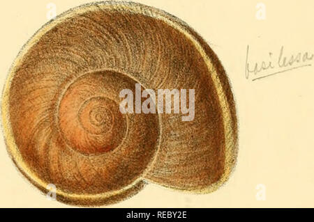 . Conchologia Indica, die Abbildungen der Land- und Süßwasser-Schalen von Britisch Indien. [1870-1876]. Muscheln, Muscheln. .^'. Bitte beachten Sie, dass diese Bilder sind von der gescannten Seite Bilder, die digital für die Lesbarkeit verbessert haben mögen - Färbung und Aussehen dieser Abbildungen können nicht perfekt dem Original ähneln. extrahiert. Hanley, Sylvanus Charles Thorp, 1819-1899; Theobald, W. (William), 1829-1908. London Stockfoto