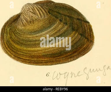 . Conchologia Indica, die Abbildungen der Land- und Süßwasser-Schalen von Britisch Indien. [1870-1876]. Muscheln, Muscheln. . Bitte beachten Sie, dass diese Bilder sind von der gescannten Seite Bilder, die digital für die Lesbarkeit verbessert haben mögen - Färbung und Aussehen dieser Abbildungen können nicht perfekt dem Original ähneln. extrahiert. Hanley, Sylvanus Charles Thorp, 1819-1899; Theobald, W. (William), 1829-1908. London Stockfoto