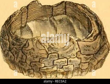 . Conchologia systematica, oder komplettes System von conchology: in dem die Lepades und conchiferous Mollusca werden beschrieben und nach ihrer natürlichen Organisation und Gewohnheiten klassifiziert. Muscheln, Muscheln. f'atopTiragmus imbricatm,. Bitte beachten Sie, dass diese Bilder sind von der gescannten Seite Bilder, die digital für die Lesbarkeit verbessert haben mögen - Färbung und Aussehen dieser Abbildungen können nicht perfekt dem Original ähneln. extrahiert. Reeve, Lovell, 1814-1865; Sowerby, G. B. (George Brettingham), 1812-1884, Kranke; Dall, William Healey, 1845-1927, der ehemalige Eigentümer. DSI; Bailer Bros. Stockfoto