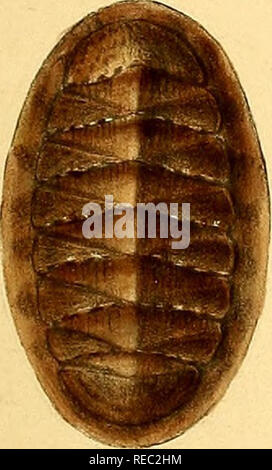 . Conchologia iconica oder, Abbildungen der Schalen von molluskous Tiere. Muscheln, Muscheln, Muscheln, Muscheln. . Bitte beachten Sie, dass diese Bilder sind von der gescannten Seite Bilder, die digital für die Lesbarkeit verbessert haben mögen - Färbung und Aussehen dieser Abbildungen können nicht perfekt dem Original ähneln. extrahiert. Reeve, Lovell, 1814-1865; Sowerby, G. B. (George Brettingham), 1812-1884. London: Reeve, Brüder Stockfoto