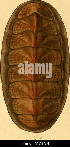 . Conchologia iconica oder, Abbildungen der Schalen von molluskous Tiere. Muscheln, Muscheln, Muscheln, Muscheln. . Bitte beachten Sie, dass diese Bilder sind von der gescannten Seite Bilder, die digital für die Lesbarkeit verbessert haben mögen - Färbung und Aussehen dieser Abbildungen können nicht perfekt dem Original ähneln. extrahiert. Reeve, Lovell, 1814-1865; Sowerby, G. B. (George Brettingham), 1812-1884. London: Reeve, Brüder Stockfoto