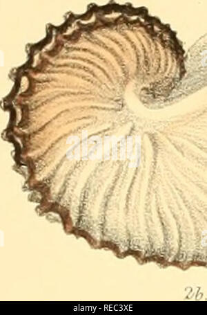 . Conchologia iconica oder, Abbildungen der Schalen von molluskous Tiere. Muscheln, Muscheln, Muscheln, Muscheln. Argcncuita Pl. FlI.. Bitte beachten Sie, dass diese Bilder sind von der gescannten Seite Bilder, die digital für die Lesbarkeit verbessert haben mögen - Färbung und Aussehen dieser Abbildungen können nicht perfekt dem Original ähneln. extrahiert. Reeve, Lovell, 1814-1865; Savill, Edwards und Co., Drucker; Spottiswoode &Amp; Co., Drucker; Reeve Benham &Amp; Reeve, Drucker von Platten; Vincent Brooks, Tag &Amp; Sohn, Drucker von Platten; Sowerby, G. B. (George Brettingham), 1812-1884; Sowerby Stockfoto