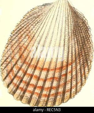 . Conchologia iconica oder, Abbildungen der Schalen von molluskous Tiere. Muscheln, Muscheln, Muscheln, Muscheln. - N?. * '-X*. Bitte beachten Sie, dass diese Bilder sind von der gescannten Seite Bilder, die digital für die Lesbarkeit verbessert haben mögen - Färbung und Aussehen dieser Abbildungen können nicht perfekt dem Original ähneln. extrahiert. Reeve, Lovell, 1814-1865; Savill, Edwards und Co., Drucker; Spottiswoode &Amp; Co., Drucker; Reeve Benham &Amp; Reeve, Drucker von Platten; Vincent Brooks, Tag &Amp; Sohn, Drucker von Platten; Sowerby, G. B. (George Brettingham), 1812-1884; Sowerby, G. Stockfoto