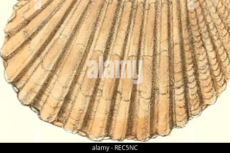 . Conchologia iconica oder, Abbildungen der Schalen von molluskous Tiere. Muscheln, Muscheln, Muscheln, Muscheln. (Ein auf, PIAll.. Bitte beachten Sie, dass diese Bilder sind von der gescannten Seite Bilder, die digital für die Lesbarkeit verbessert haben mögen - Färbung und Aussehen dieser Abbildungen können nicht perfekt dem Original ähneln. extrahiert. Reeve, Lovell, 1814-1865; Savill, Edwards und Co., Drucker; Spottiswoode &Amp; Co., Drucker; Reeve Benham &Amp; Reeve, Drucker von Platten; Vincent Brooks, Tag &Amp; Sohn, Drucker von Platten; Sowerby, G. B. (George Brettingham), 1812-1884; Sowerby, Stockfoto