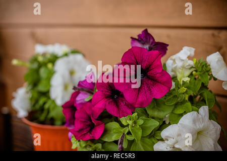 Rosa und Weiß Petunia Petunioideae blumen Makro Nahaufnahme als Hintergrund. Selektive konzentrieren. Bild voller bunter petunia Petunia hybrida im Topf. Bunte Blumentöpfe auf der Straße, Balkon, Veranda Stockfoto