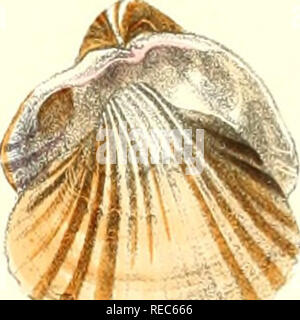 . Conchologia iconica oder, Abbildungen der Schalen von molluskous Tiere. Muscheln, Muscheln, Muscheln, Muscheln. ^ Ife. Bitte beachten Sie, dass diese Bilder sind von der gescannten Seite Bilder, die digital für die Lesbarkeit verbessert haben mögen - Färbung und Aussehen dieser Abbildungen können nicht perfekt dem Original ähneln. extrahiert. Reeve, Lovell, 1814-1865; Savill, Edwards und Co., Drucker; Spottiswoode &Amp; Co., Drucker; Reeve Benham &Amp; Reeve, Drucker von Platten; Vincent Brooks, Tag &Amp; Sohn, Drucker von Platten; Sowerby, G. B. (George Brettingham), 1812-1884; Sowerby, G. B. (Georg Stockfoto