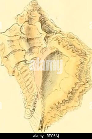 . Conchologia iconica oder, Abbildungen der Schalen von molluskous Tiere. Muscheln, Muscheln, Muscheln, Muscheln. . Bitte beachten Sie, dass diese Bilder sind von der gescannten Seite Bilder, die digital für die Lesbarkeit verbessert haben mögen - Färbung und Aussehen dieser Abbildungen können nicht perfekt dem Original ähneln. extrahiert. Reeve, Lovell, 1814-1865; Savill, Edwards und Co., Drucker; Spottiswoode &Amp; Co., Drucker; Reeve Benham &Amp; Reeve, Drucker von Platten; Vincent Brooks, Tag &Amp; Sohn, Drucker von Platten; Sowerby, G. B. (George Brettingham), 1812-1884; Sowerby, G. B. (George Br Stockfoto