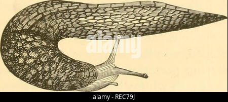 . Conchologia cestrica. Die molluskous Tiere und ihre Schalen, von Chester County, Pa Muscheln. Familie LIMACIDiE. Shell kleine, flache, rudimentär und in den Mantel verborgen, die nur den oberen Teil des Tieres deckt. Diagramm DER GATTUNGEN UND ARTEN DER FAMILIE LIMACID/E. (Arten. flavus, agrestis, Campestris, Maximus. Gattung LIMAX, Linn., 1740. Tier, mehr oder weniger langgestreckte, spitz zulaufend, akute, Mann - tle, die im vorderen Teil des Körpers, zerknittert; Atemwege Öffnung an der unteren Kante der Mantel. Shell sehr klein und völlig verborgen. L. flavus, Linn., Syst. Nat Stockfoto