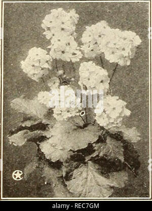 . Die conard &Amp; Jones Co Rosen 1923. Rose Kultur; Rosen; Frucht Samen Kataloge; Pflanzen, Zierpflanzen Saatgut Kataloge. Phlox Drummondii Portulak, oder Rose Moss Pfingstrose blühenden Mohn Sweet Williams isee unten) Phlox Drummondii grandiflora O für Bettzeug und Ribbon Linien der Farbe, keine andere Blume kann diese herrlichen Phlox in brillante Wirkung Ansatz. Pkt. 1275 Super gemischt. Einschließlich aller Farben. (Seecut.). Xoz. 500. $ 0 10 1276 starred und Fransen IO1278 winterharte Staude PHLOX (Phlox decussata). Ql' Mischung der feinsten Art. Diese Blumen gehören zu den schönsten der Hardy perenni Stockfoto
