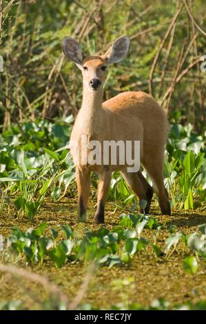 Weibliche Marsh Rotwild (Blastocerus Dichotomus) oder Guasu puku in Guarani Sprache, Pantanal, Mato Grosso, Brasilien Stockfoto