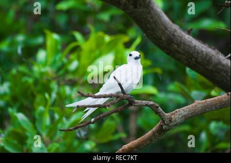 Gemeinsame Weiß-tern oder Feenseeschwalbe (Gygis alba), Fernando de Noronha, Brasilien, Südamerika Stockfoto