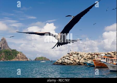 Herrliche Frigate (Fregata magnificens), Fernando de Noronha, Brasilien, Südamerika Stockfoto