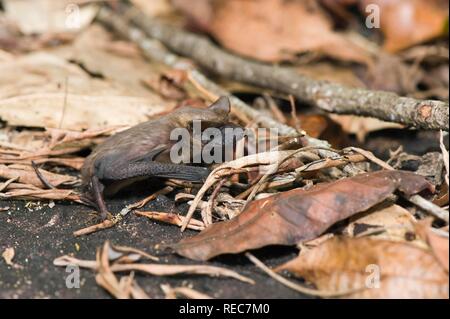 Brasilianische freie-tailed bat (Tadarida brasiliensis), Alta Floresta, Mato Grosso, Brasilien, Südamerika Stockfoto