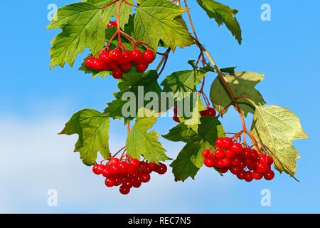 Gefüllte Schneeball (Viburnum opulus), Zweig mit reifen Früchten und Blättern, Schleswig-Holstein, Deutschland Stockfoto