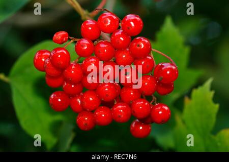 Gefüllte Schneeball (Viburnum opulus), reife Früchte und Blätter, Schleswig-Holstein, Deutschland Stockfoto