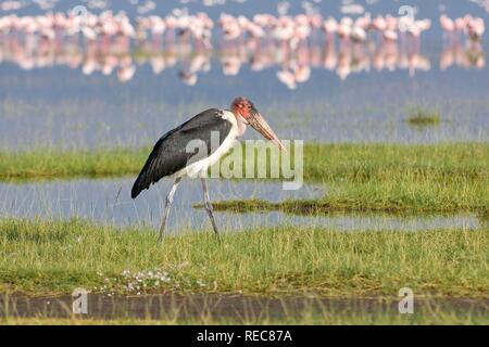 Marabu (Leptoptilos crumeniferus), Lake Nakuru, Kenia, Ostafrika Stockfoto