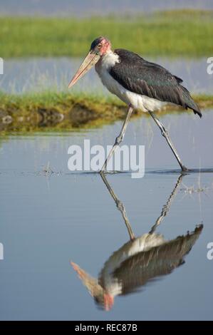 Marabu (Leptoptilos crumeniferus), Lake Nakuru, Kenia, Ostafrika Stockfoto