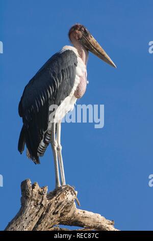 Marabu (Leptoptilos crumeniferus), Lake Nakuru, Kenia, Ostafrika Stockfoto