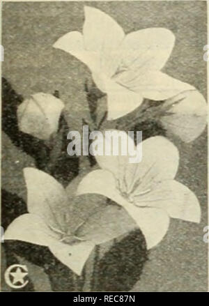 . Die conard &Amp; Jones Co Rosen. Rose Kultur; Rosen; Frucht Samen Kataloge; Pflanzen, Zierpflanzen Saatgut Kataloge. HARDY PHLOX, orientalischer Mohn, rosen, veilchen Die Erlesensten Hardy Phlox^ 6-10 mo.) Sie werden eine schöne Anzeige der leuchtenden Blumen, Jahr nach Jahr 4 SUPERIOR VARIETIESâTHE SEHR BESTEÂ 35 cts. Jedes W. C. Egan. Zarte lila mit großen, ich Baron van Dedem. Brillante cochenille - Helle solierino Auge. Enropa. "Er-großen weißen Blüten mit grossen crimson Auge. rot mit Lachs Schattierungen. Thor. ' Ery fein in jedem wa> -. Lachs-rosa, mit einem scharlachroten Glühen.  bieten> 33 Die oben genannten 4 sup Stockfoto