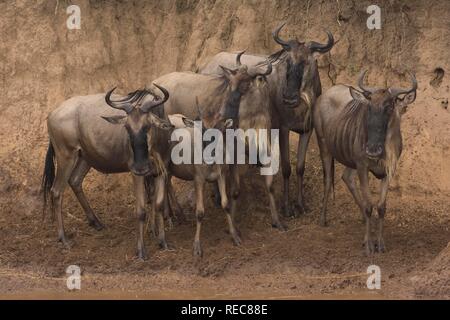 Weiß-bärtigen Gnus oder Streifengnu (connochaetes Taurinus), Masai Mara National Park, Kenia, Ostafrika Stockfoto