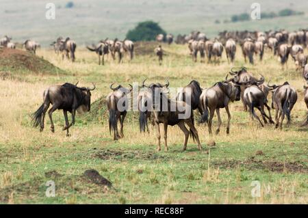 Weiß-bärtigen Gnus oder Streifengnu (connochaetes Taurinus) Migration, Masai Mara National Park, Kenia, Ostafrika Stockfoto