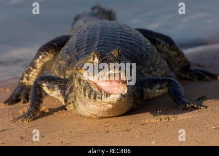 Yacare Kaimane (Caiman yacare), Pantanal, Mato Grosso, Brasilien Stockfoto